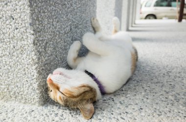 Küçük kedi dışarıda komik bir şekilde uyuyor.