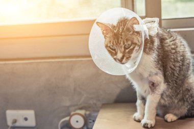 old sickness cat with Elizabethan collar at home clipart