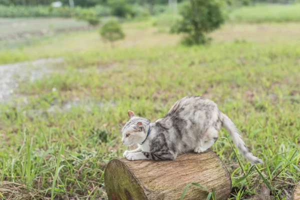 猫在木头上 一只小猫坐在户外 — 图库照片