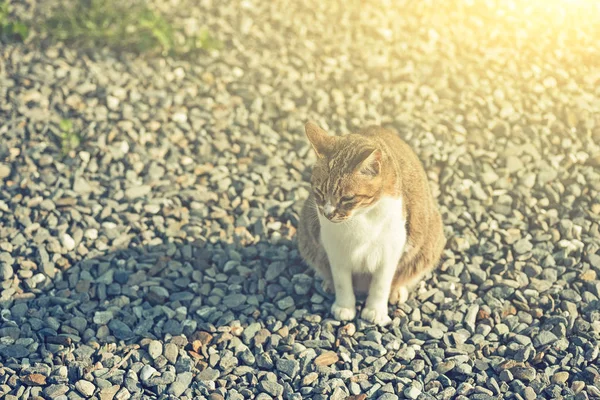 Fette Gestromte Katze Sitzt Freien Auf Dem Boden — Stockfoto