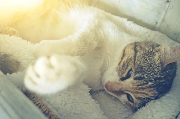 Bonito Pequeno Gato Dormir Pequena Cama — Fotografia de Stock