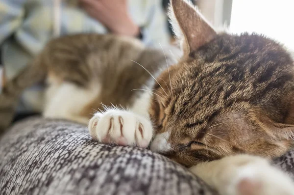 Kočka Sleep Ženské Stehno Doma — Stock fotografie