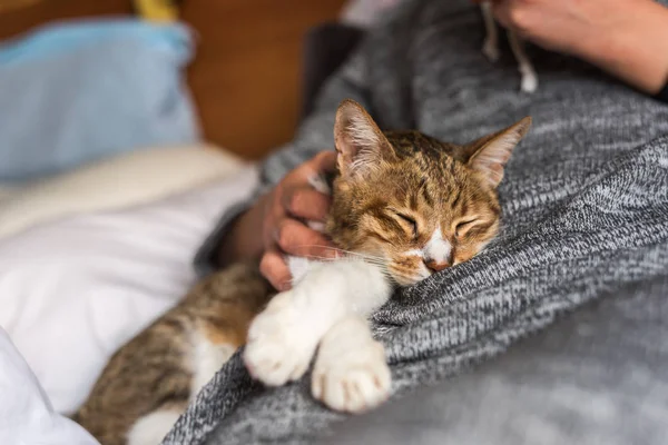 Gato Tabby Dormir Por Una Mujer Cama — Foto de Stock