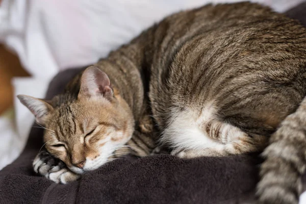 Tembel Komik Tekir Kedi Evde Bir Yatakta Kal — Stok fotoğraf