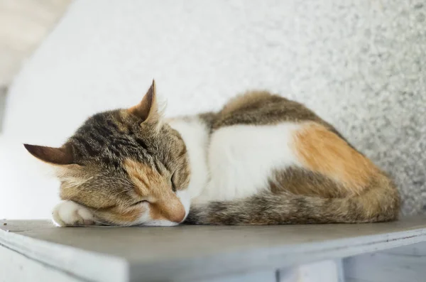 Втомлений Маленький Кіт Робить Спить Зовні — стокове фото