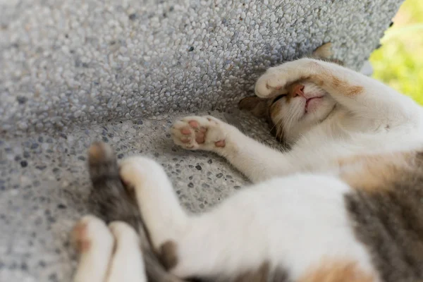 Kleine Kat Slapen Een Grappige Pose Buitenkant — Stockfoto