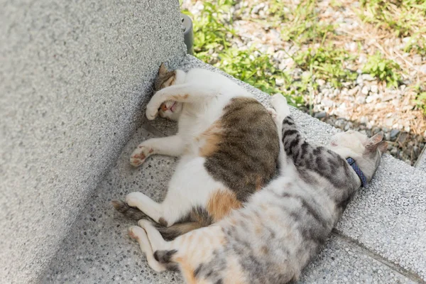 Katzenfamilie Junge Kätzchen Und Ihre Mutter Schlafen Freien — Stockfoto