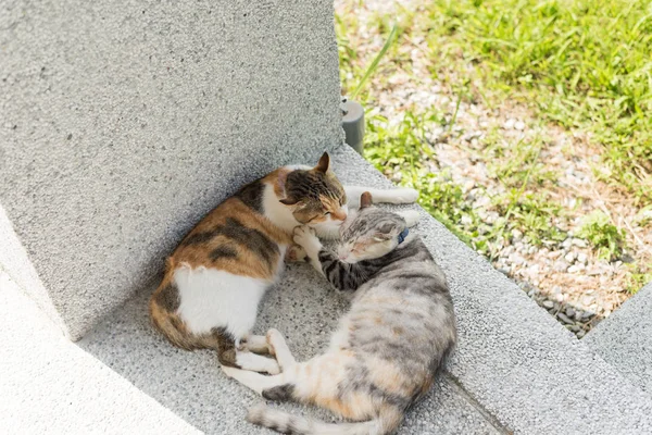 Genç Kedi Dışarıdaki Kulakları Temizlemek Için Annesini Yalıyor — Stok fotoğraf