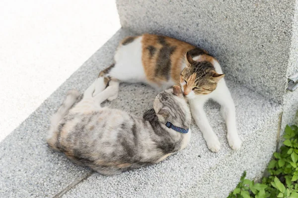 Giovane Gatto Leccare Sua Madre Pulire Orecchie All Esterno — Foto Stock