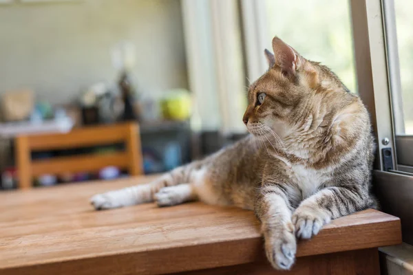 Gato Tabby Sentar Sobre Mesa Casa — Fotografia de Stock