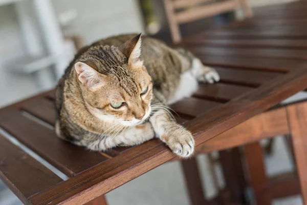 Gatto Domestico Tabby Sedersi Sul Tavolo All Esterno — Foto Stock