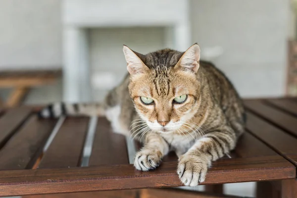 Gato Tabby Doméstico Sentarse Mesa Exterior — Foto de Stock