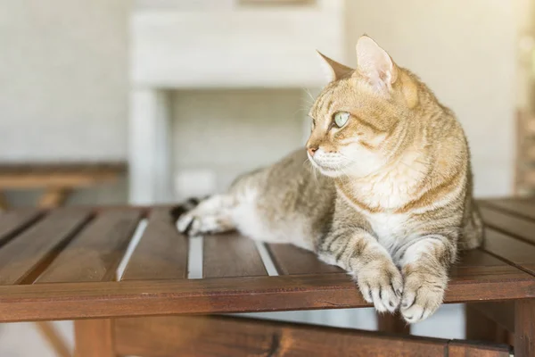 Εγχώρια Γάτα Tabby Κάθονται Στο Τραπέζι Στο Εξωτερικό — Φωτογραφία Αρχείου