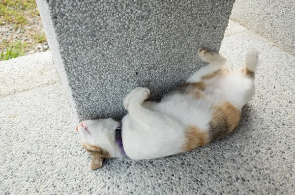 猫は外で面白いポーズで眠ります — ストック写真