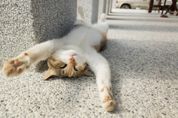 Little Cat Sleep Funny Pose — Stock Photo, Image