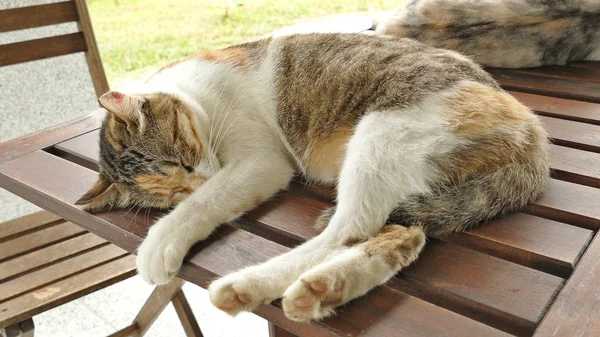 Uyuyan Kedi Dışarıdaki Ahşap Masada Yatıyor — Stok fotoğraf