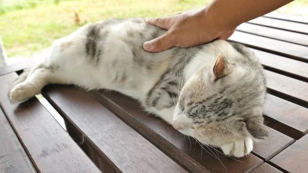 Toque Gato Dormindo Deitado Uma Mesa Madeira Livre — Fotografia de Stock