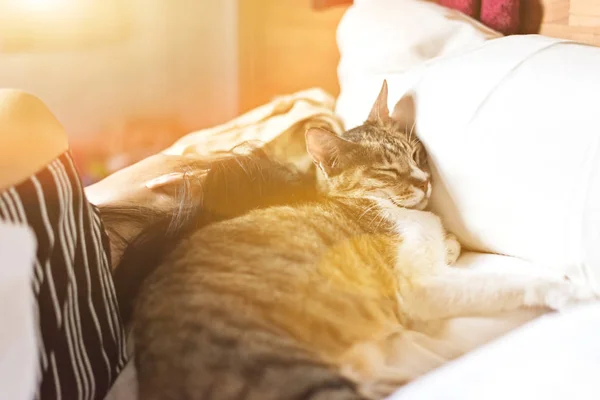Кошка Спит Женщиной Домашний Кот Женщиной Кровати — стоковое фото