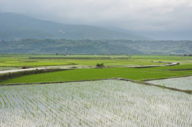 yeşil pirinç çiftlik sahne Luye, Taitung, Tayvan