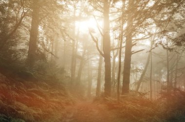 manzara orman sis ve kimse yolda