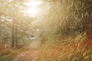 manzara orman sis ve kimse yolda