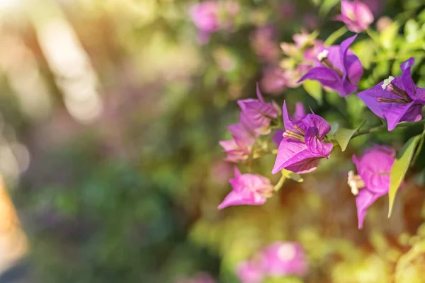 屋外で紫色のブーゲンビリアの花 — ストック写真