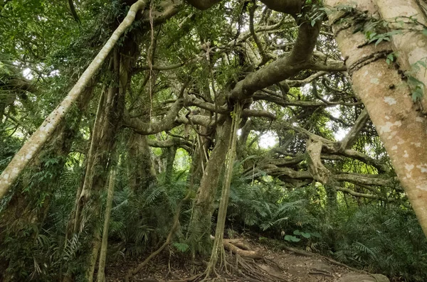 Strano Grande Albero Con Molti Rami Estendono Suolo Nella Foresta — Foto Stock