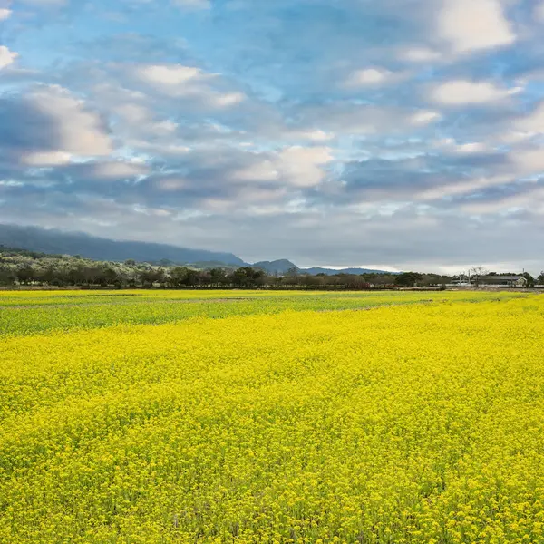 Жовтий Гвалтують Квіти Ферми Сільській Місцевості Краєвид Taitung Тайвань Азії — стокове фото