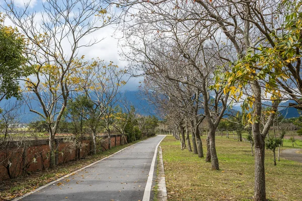 Una Strada Con Alberi Campagna Durante Giorno — Foto Stock