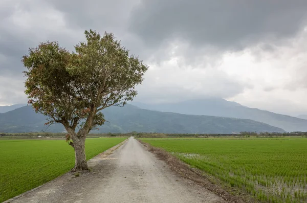 Road Tree Farm Countryside — Stock Photo, Image