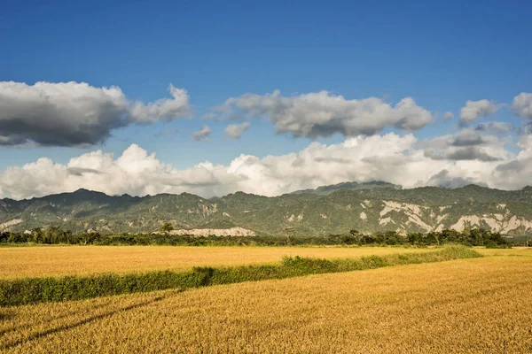 Paisagem Rural Com Arrozal Dourado Luye Taitung Taiwan Ásia — Fotografia de Stock