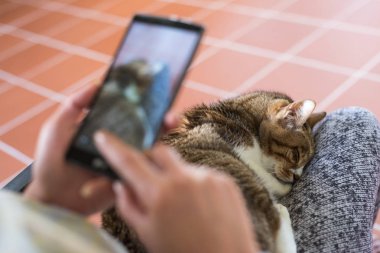 Cep telefonu olan bir kedi, yaşlı bir kedi bir kadının kalçasına oturur..