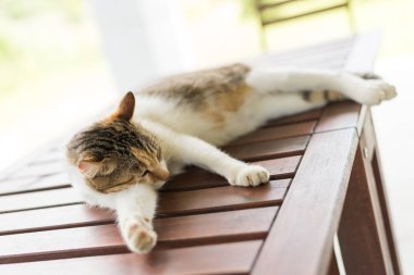 Küçük kedi uyuyor ve dışarıdaki ahşap masada yatıyor.