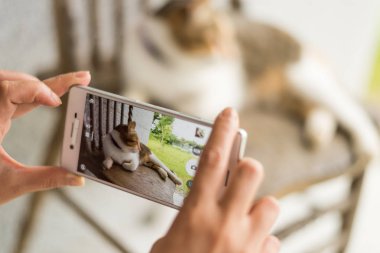 kadın almak küçük bir kedi resmi