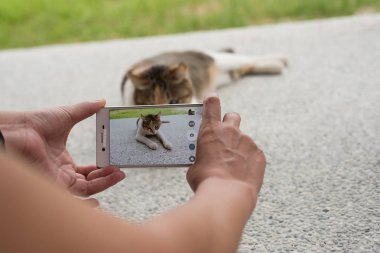kadın almak küçük bir kedi resmi