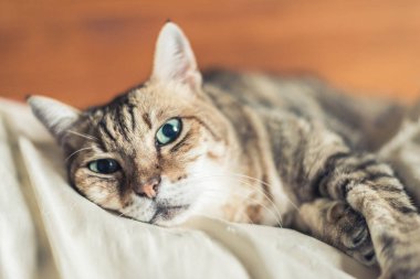 Tembel ve komik tekir kedi evde bir yatakta kal.