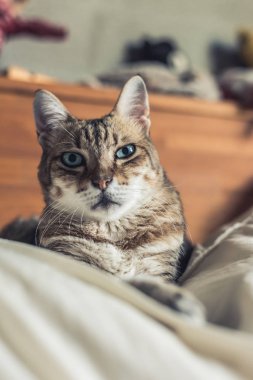 Tembel ve komik tekir kedi evde bir yatakta kal.