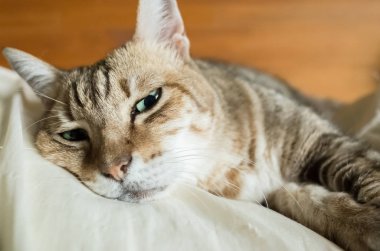 Tembel ve komik tekir kedi evde bir yatakta kal.