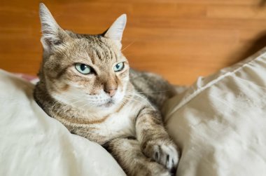 Tembel ve komik tekir kedi evde bir yatakta kal.