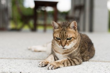 tekir yaşlı şişman kedi closeup portre
