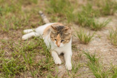 küçük kedi otlakta açık oturmak