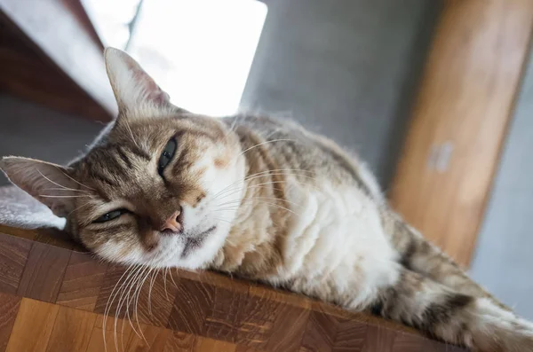 Faule Gestromte Katze Schläft Hause Auf Einem Stuhl — Stockfoto