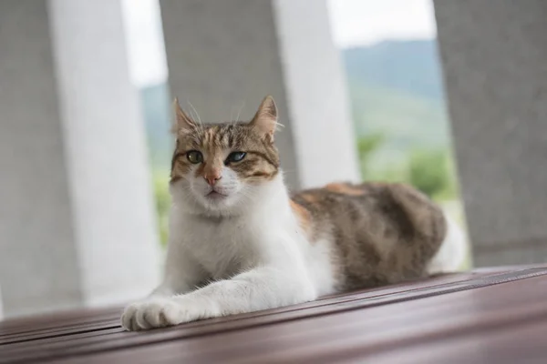 Tek Genç Kedi Bekle Açık Bir Tabloda Oturmak — Stok fotoğraf