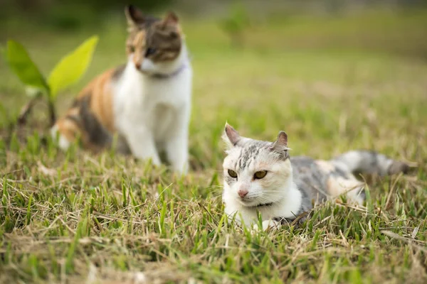 Zwei Katzenfamilie Junge Kätzchen Und Ihre Mutter Freien — Stockfoto