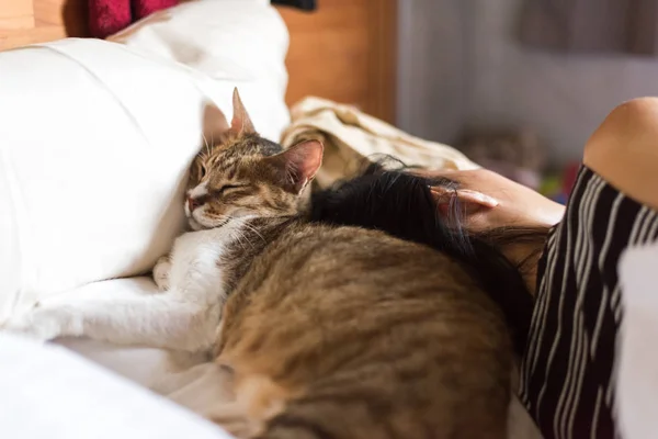 女性は ベッドの上の女性との国内の古いトラ猫で寝るネコ — ストック写真