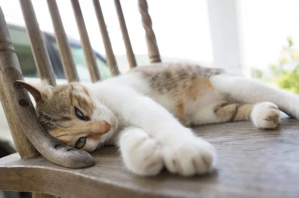 Moe Klein Kat Doezelen Slapen Buitenkant — Stockfoto