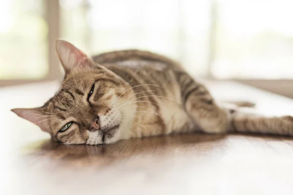 Tlustý Mourovatá Kočka Spánek Vnitřní Tabulka — Stock fotografie