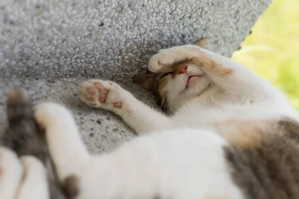 Kleine Katze Schläft Lustiger Pose Freien — Stockfoto