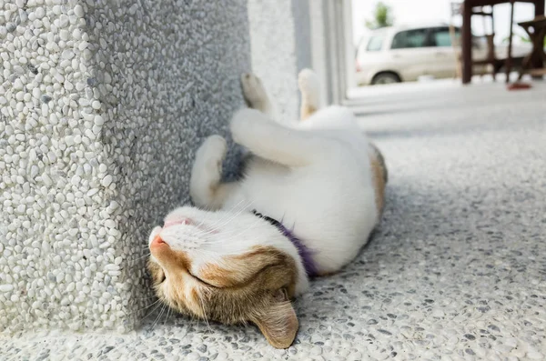 Pequeno Gato Dormir Uma Pose Engraçada Exterior — Fotografia de Stock