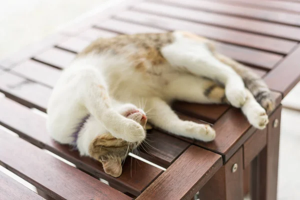 Kleine Katze Schläft Und Liegt Auf Holztisch Freien — Stockfoto